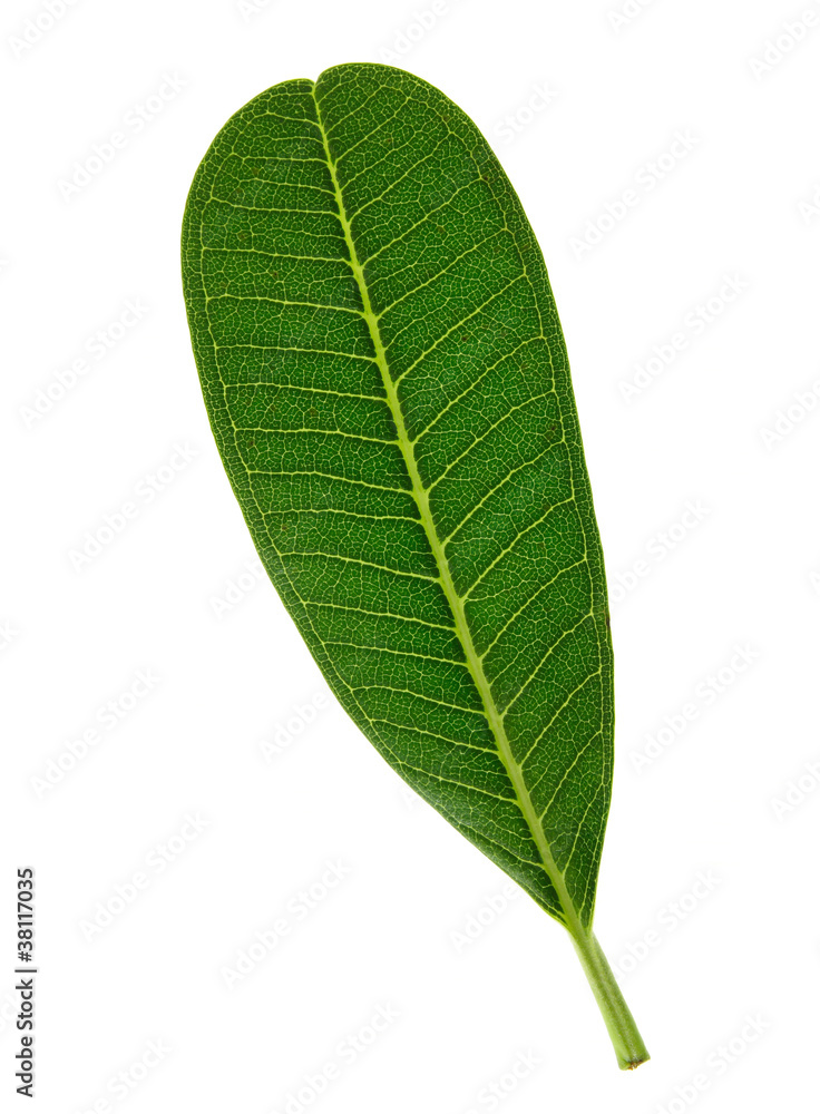 Obraz premium green leaf isolated on white background