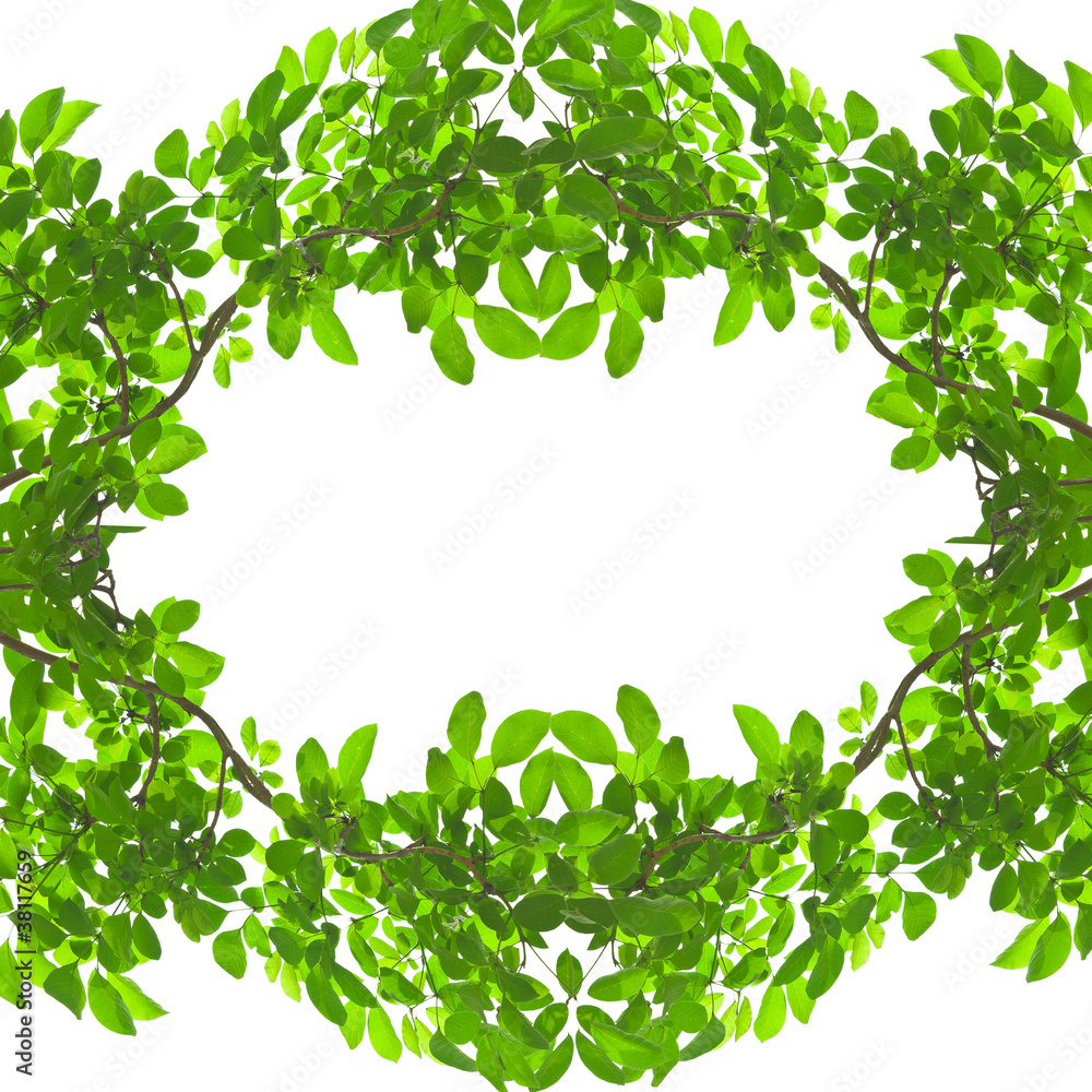 Isolated Green leave frame on white background Isolated Green leave frame on white background