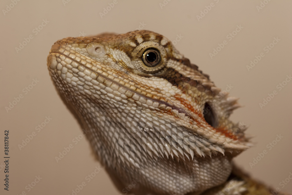 Fototapeta premium Bearded dragon head
