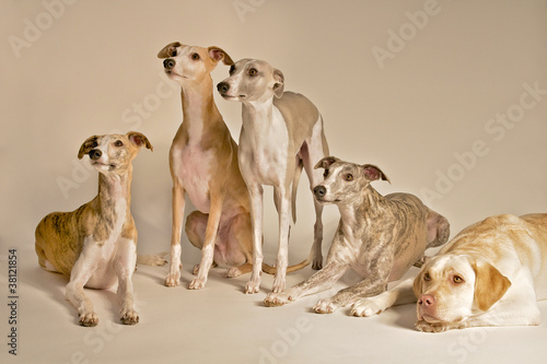 Fünf Hunde im Studio