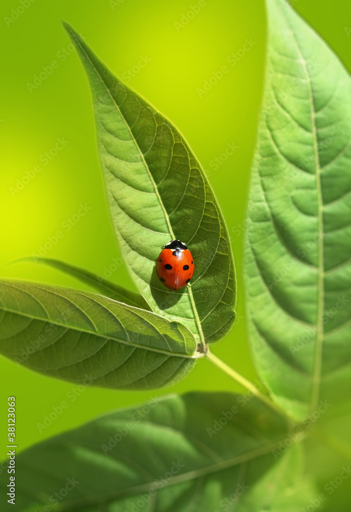 Obraz premium ladybug on green leaf