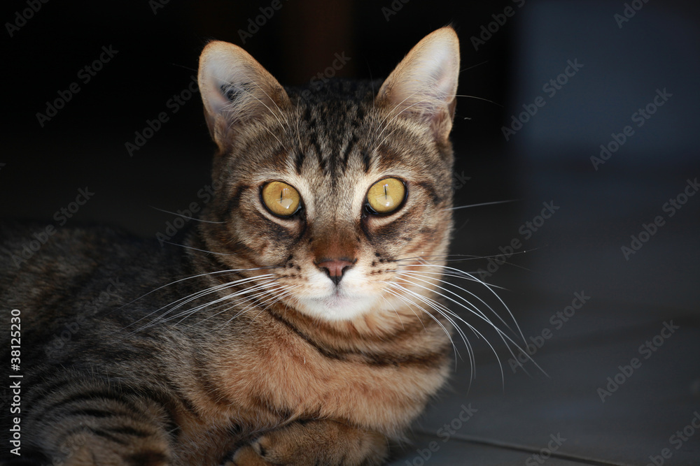 chat et regard jaune