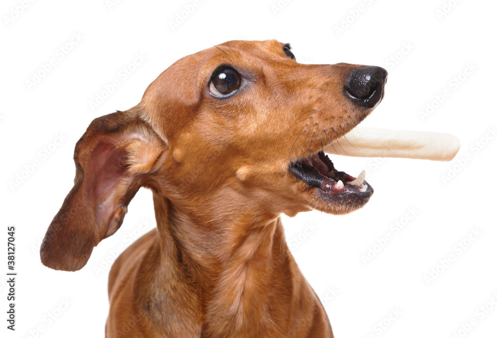 dachshund dog eat snack