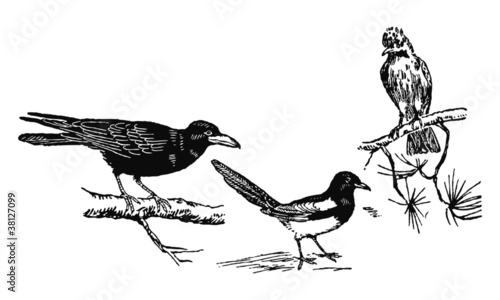 Corbeau, pie, geai.