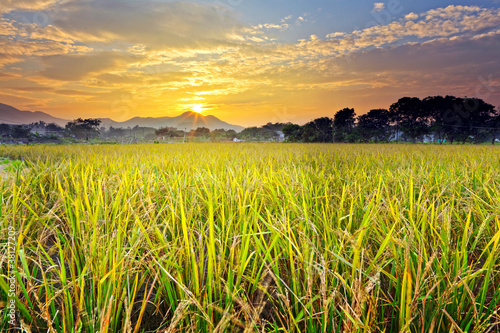 Photo paddy field with sunset