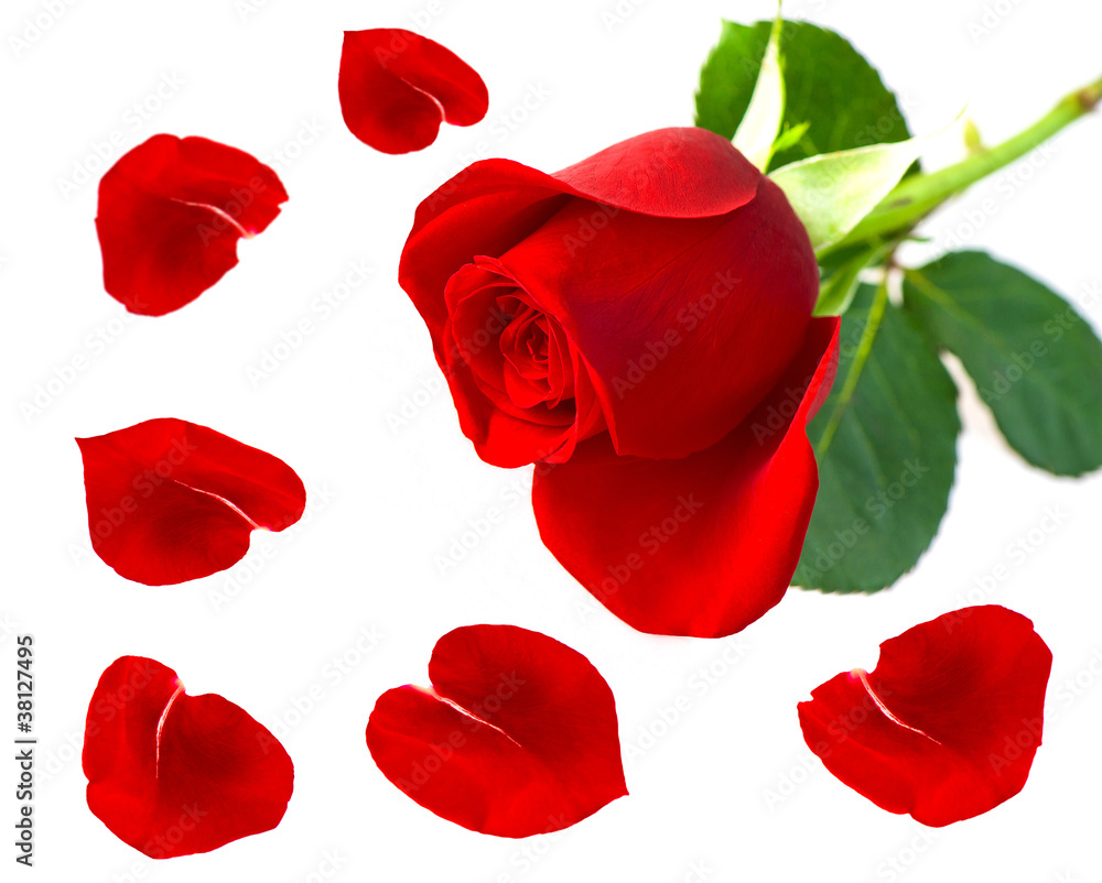Fototapeta premium single red rose flower with petals