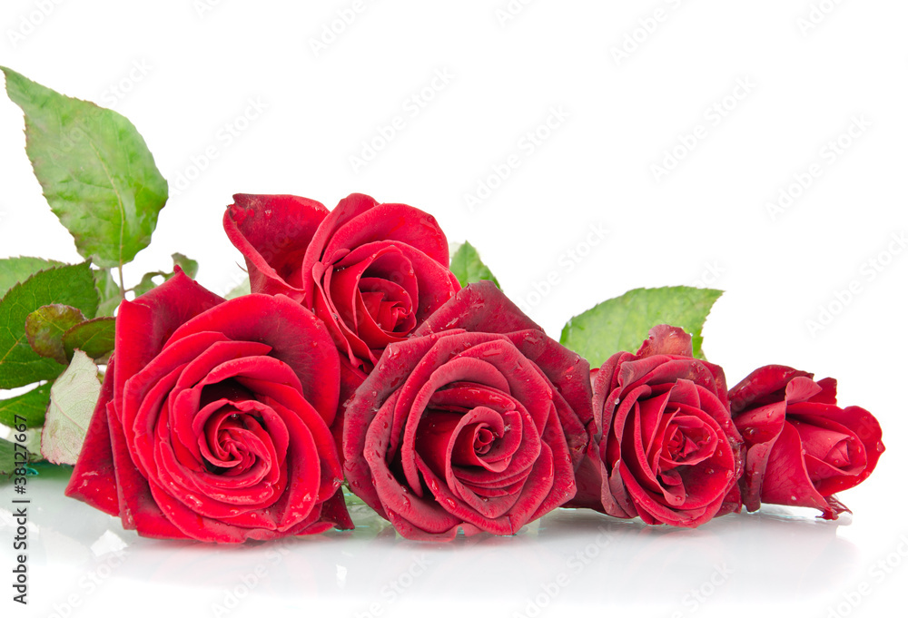 Fototapeta premium Red rose on the white