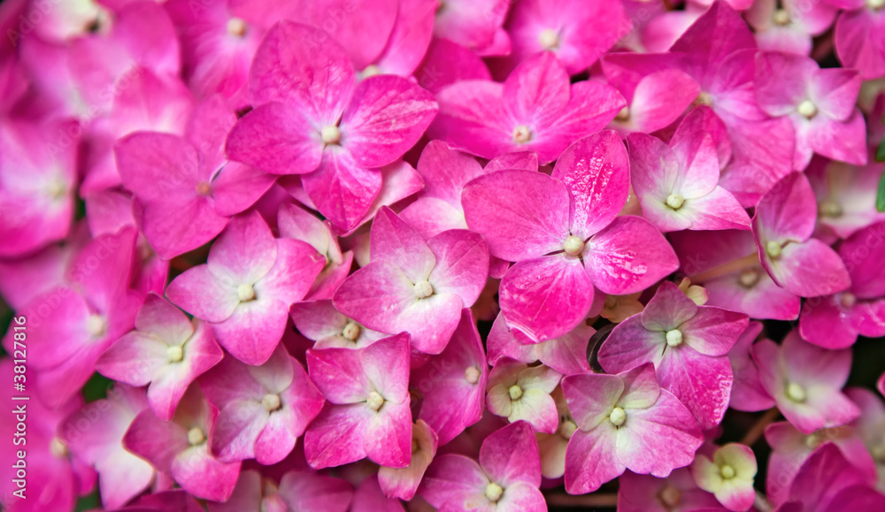 Pink Hydrangea flower Pink Hydrangea flower