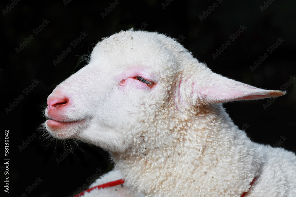 Obraz premium sleepy sheep