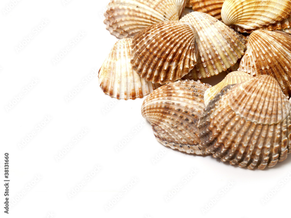 sea shells frsme