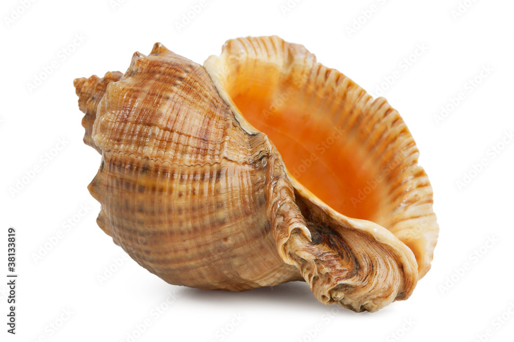 Sea shell with mother of pearl Sea shell with mother of pearl