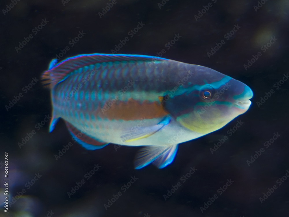 Exotic Fish Exotic Fish