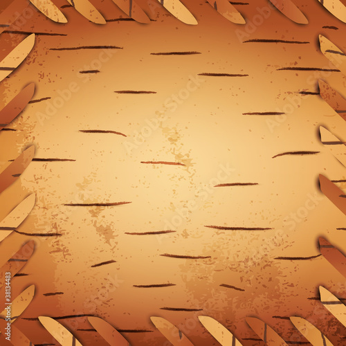 bark birch