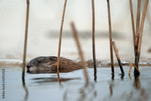 Swimming Muskrat