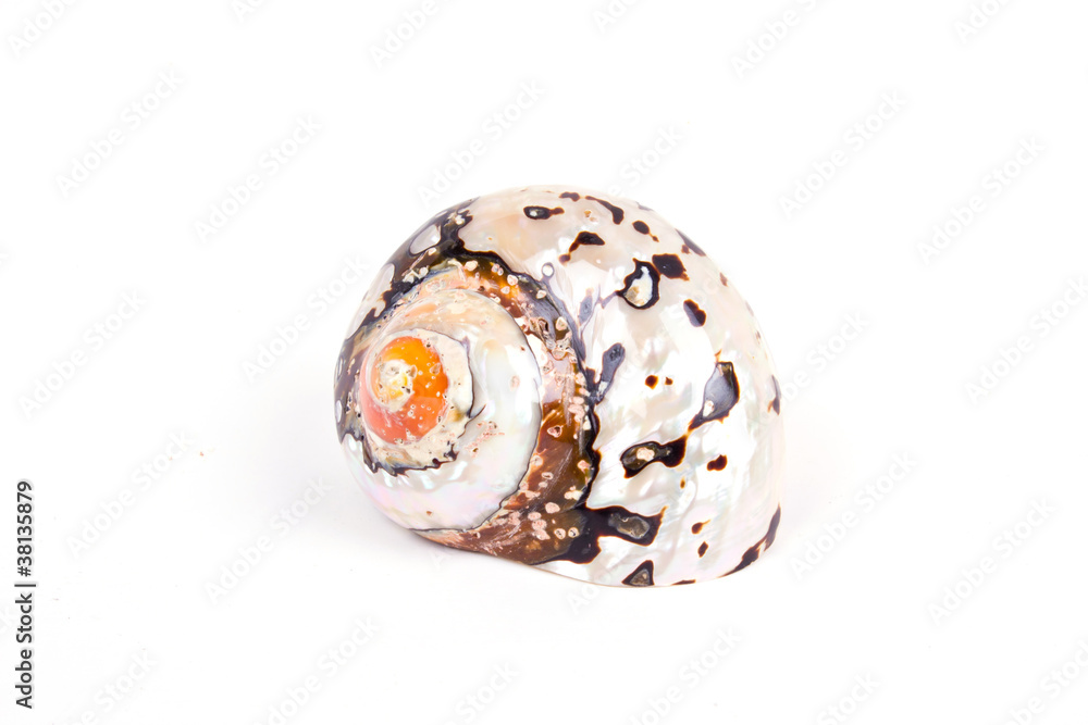 Seashell isolated on white background Seashell isolated on white background