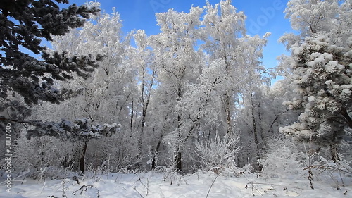 Forest in winter.