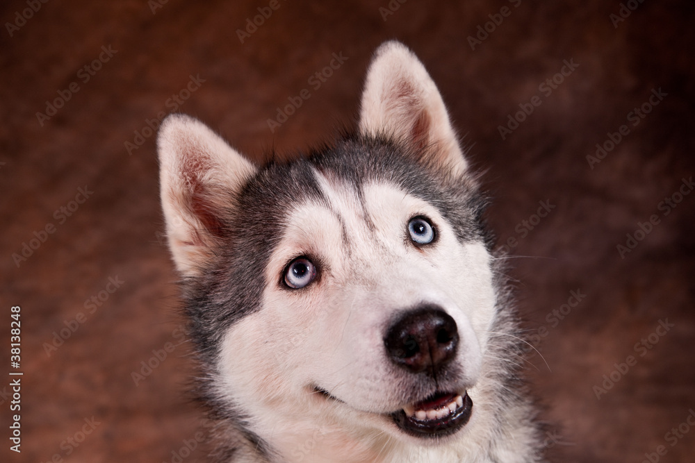 femelle husky