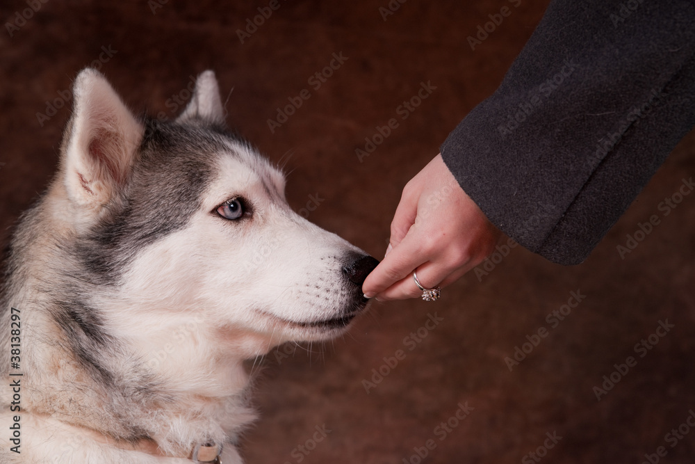 femelle husky qui mange dans la main