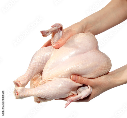 Fresh hen in a hand on the white background. (isolated)