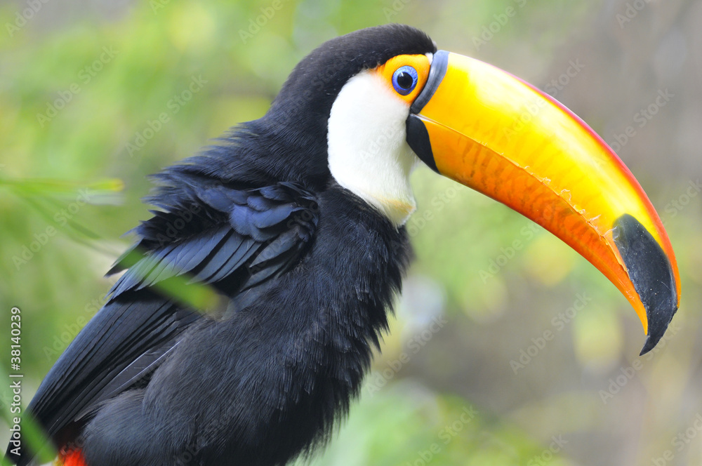 Fototapeta premium Profile portrait of toco toucan (Ramphastos toco)