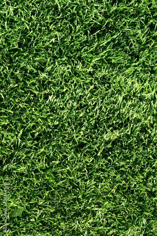 Background of summer green grass Background of summer green grass