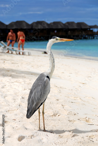 Heron on resort beach © Kemeo