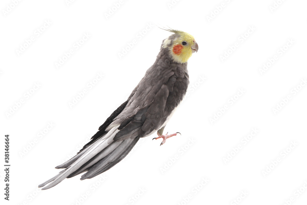 Fototapeta premium nymphensittich