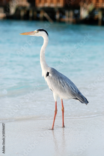 Staring heron on pier