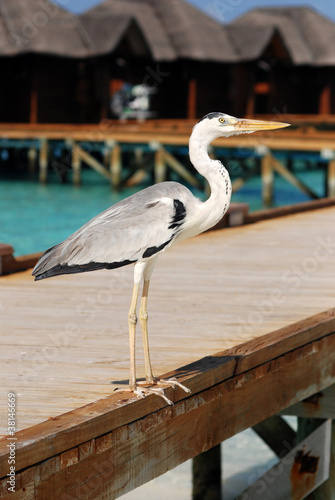 Staring heron on pier