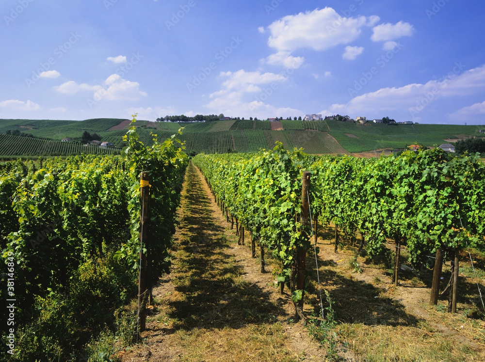 Obraz premium vineyards