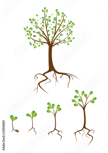 collection of trees from small to large
