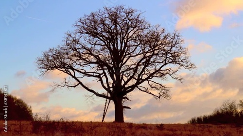 Baum im Wind