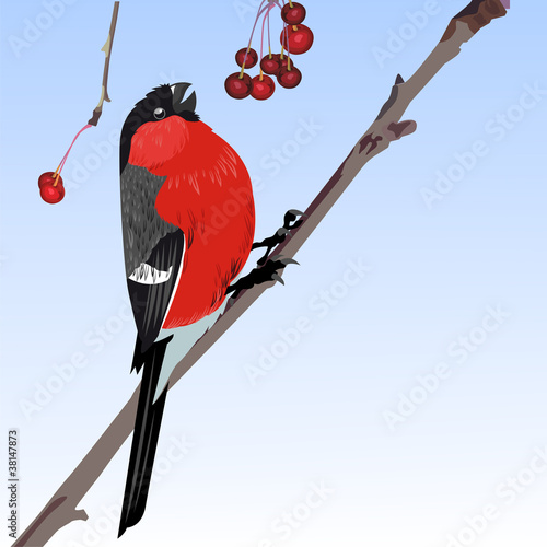 The one bullfinch winter