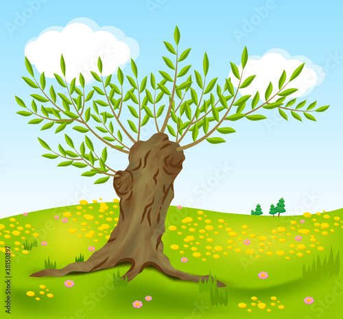 Old willow