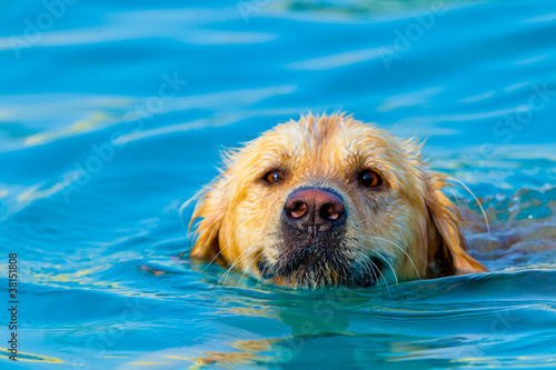 Golden Retriever swimming