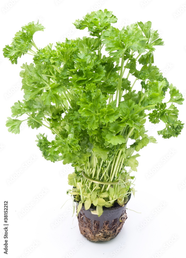 Bunch of parsley on a white background Bunch of parsley on a white background