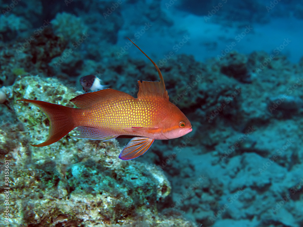 Lyretail anthias (Pseudanthias squamipinnis Lyretail anthias (Pseudanthias squamipinnis