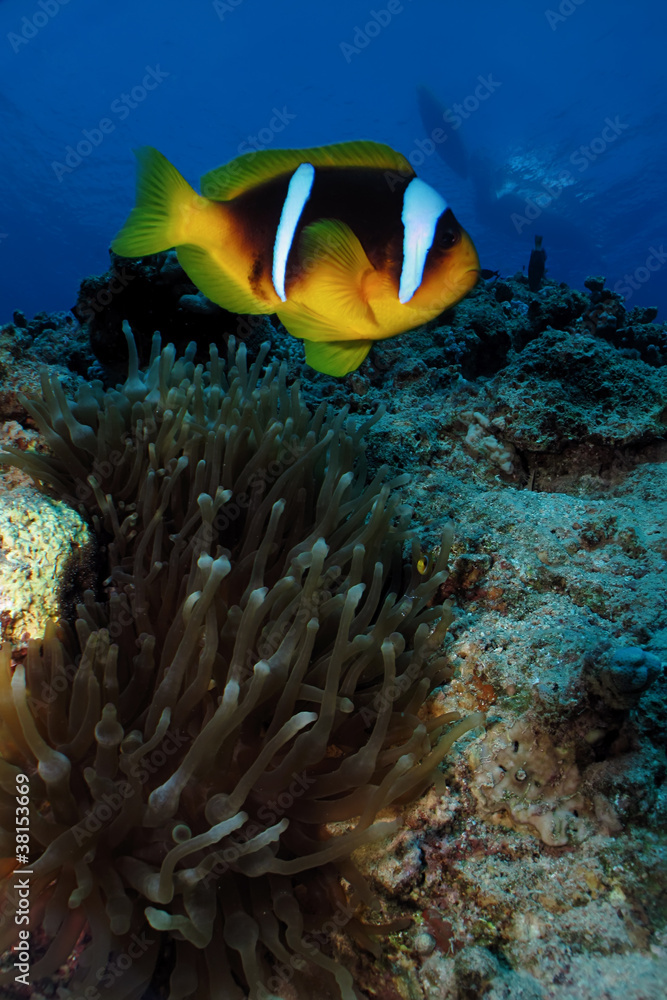 Obraz premium Red Sea Anemonefish (amphiprion bicinctus)