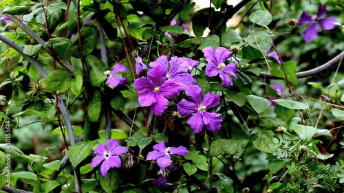 Legousia speculum-veneris photo