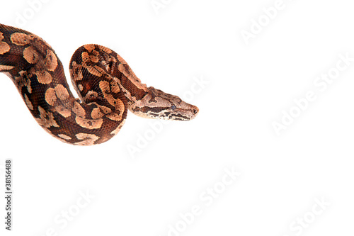 Snake ,Schlange ,Boa,Python, Paradiesschlange © morelia1983