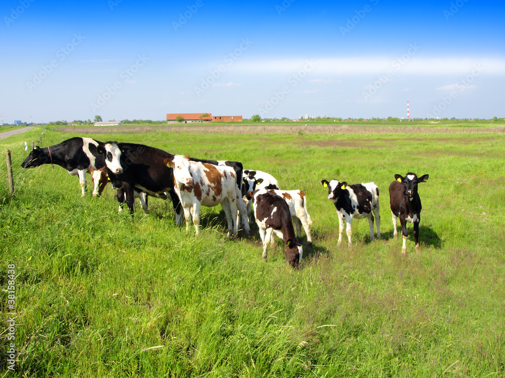 Calves on the field