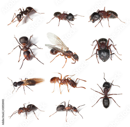 Collection of different ants isolated on white background
