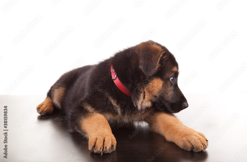 German Shepherd dog
