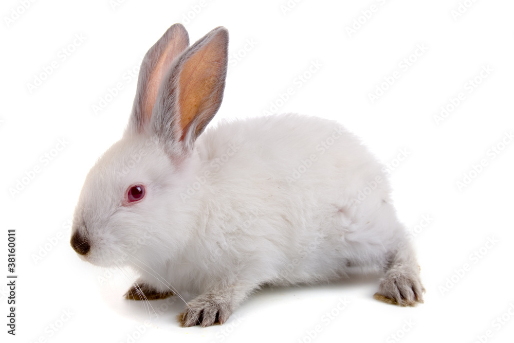 Rabbit Rabbit