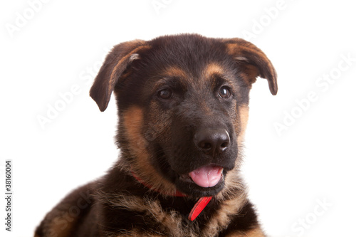 German Shepherd dog