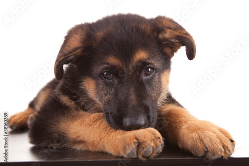 German Shepherd dog