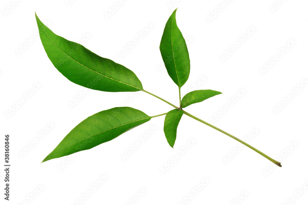 Green Leaves Green Leaves
