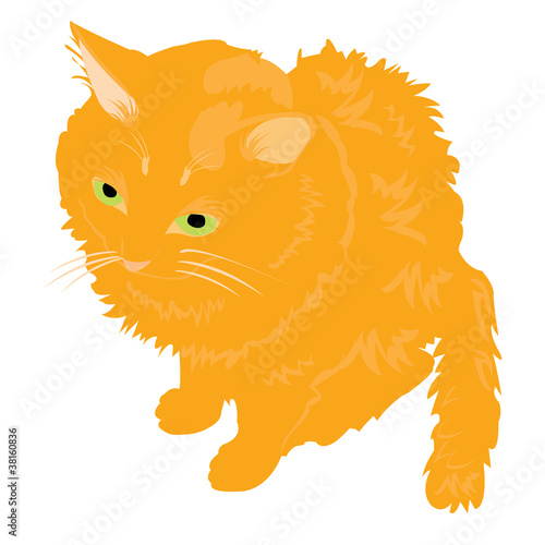 Illustration redhead cat