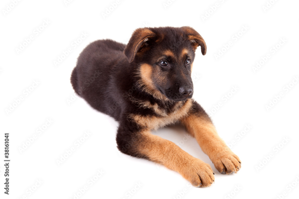 German Shepherd dog German Shepherd dog