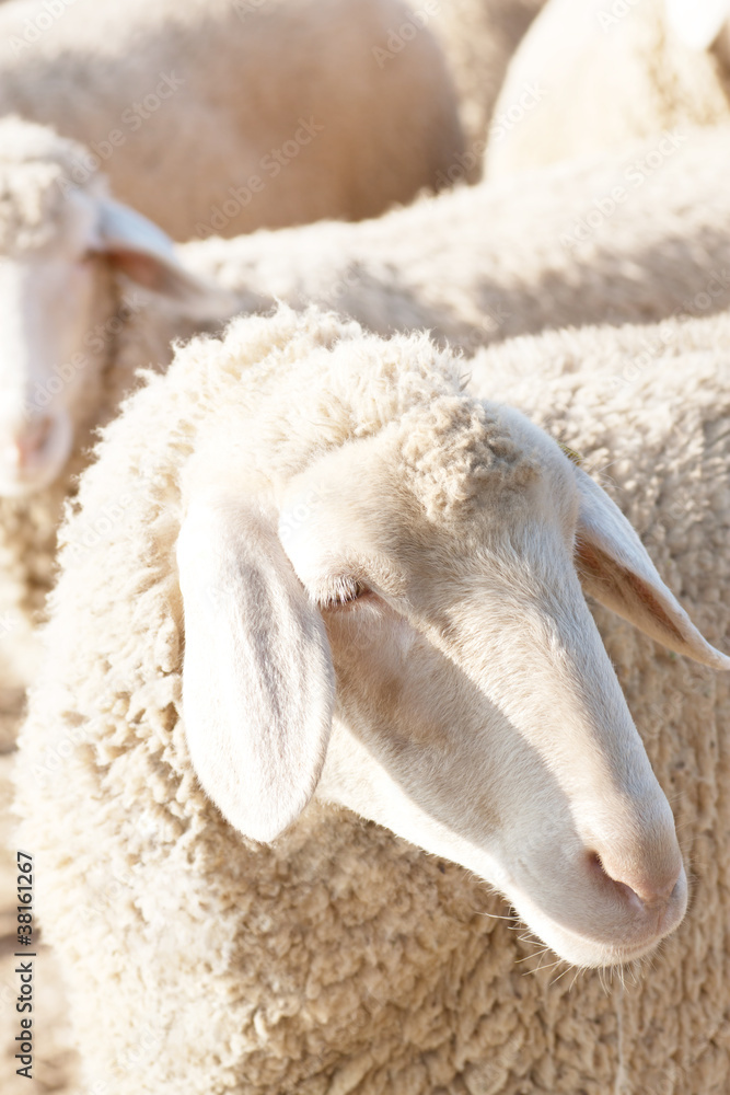 Naklejka premium Detail of a sheep